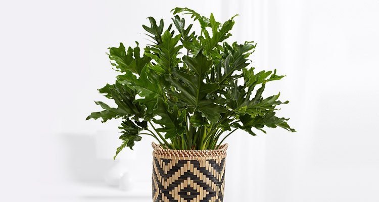 philodendron-care.jpg