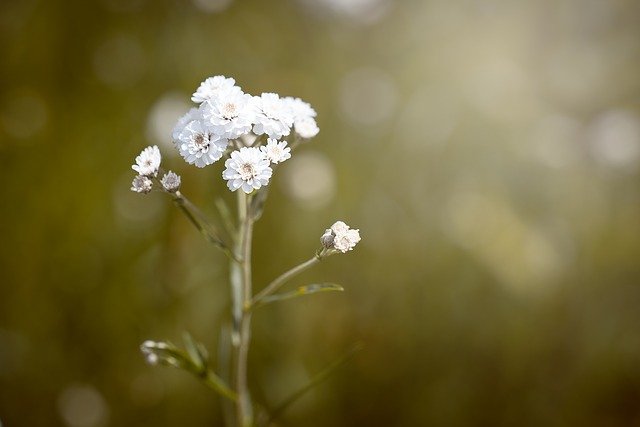 ranunculus-aconitifolius-1536885_640.jpg