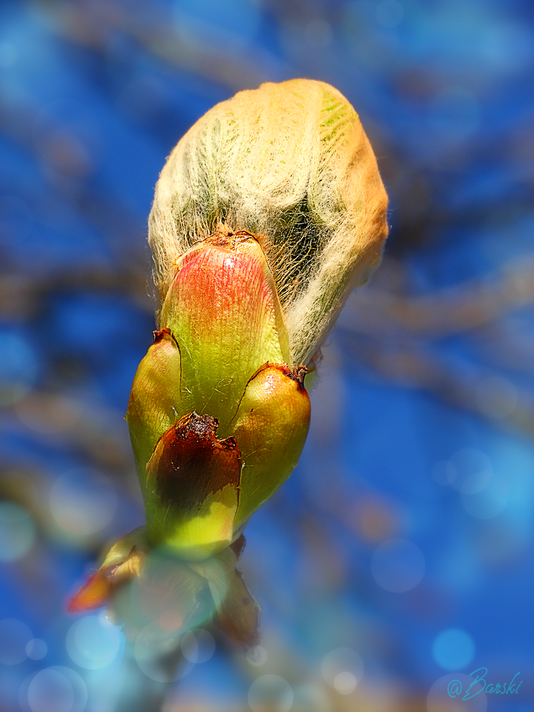 The birth of life.