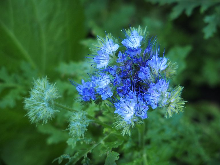 BlauweFrummelbloemLBP2018.jpg