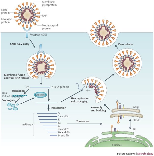 Corona Virus.jpg