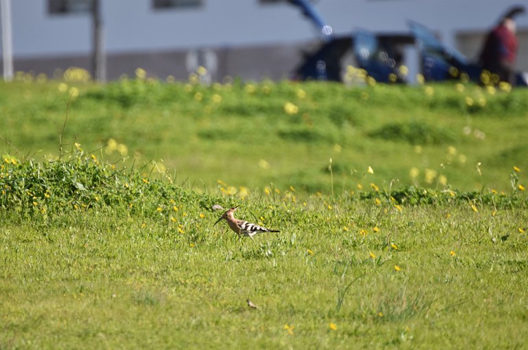 hoopoe lawn .jpg