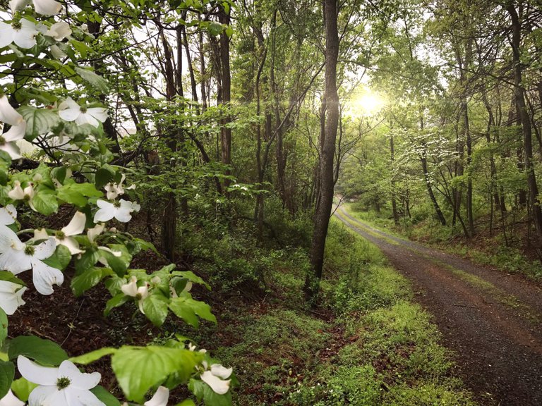 White Dogwood copy.JPG