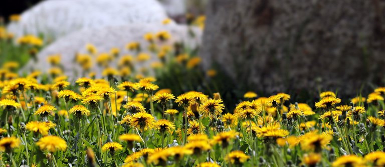 dandelion-3494398_1920.jpg