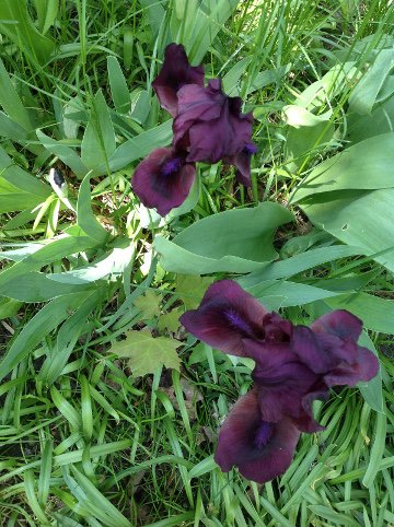 double dark iris vertical.JPG