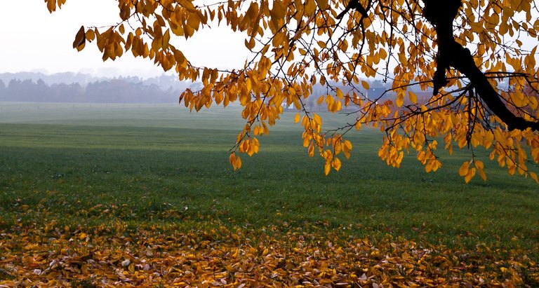 6323039312-herbstautumn (FILEminimizer).jpg