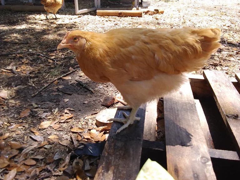 chicks 7.22 Yo blondie.jpg