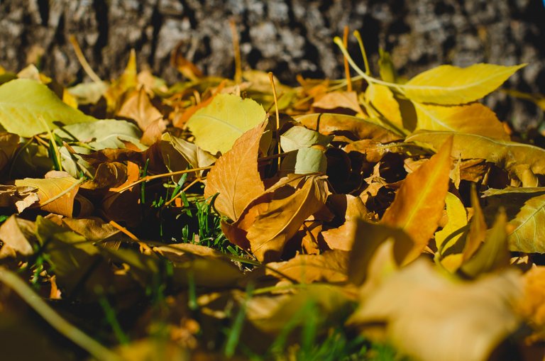 The fallen yellow leaves under the tree.JPG