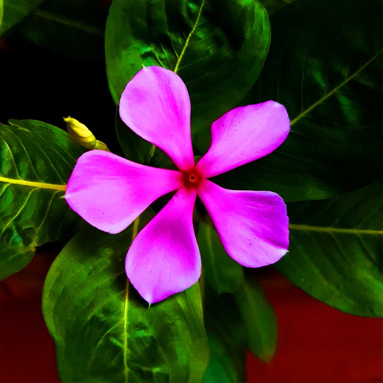 wild-flower.jpg