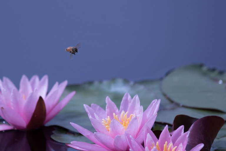 MikeBryantPhotography-Waterlilies-8.jpg