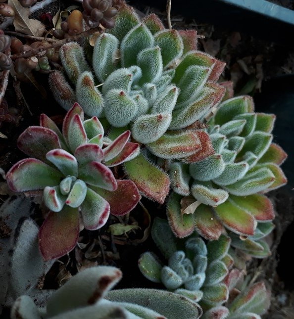 echeveria.jpg