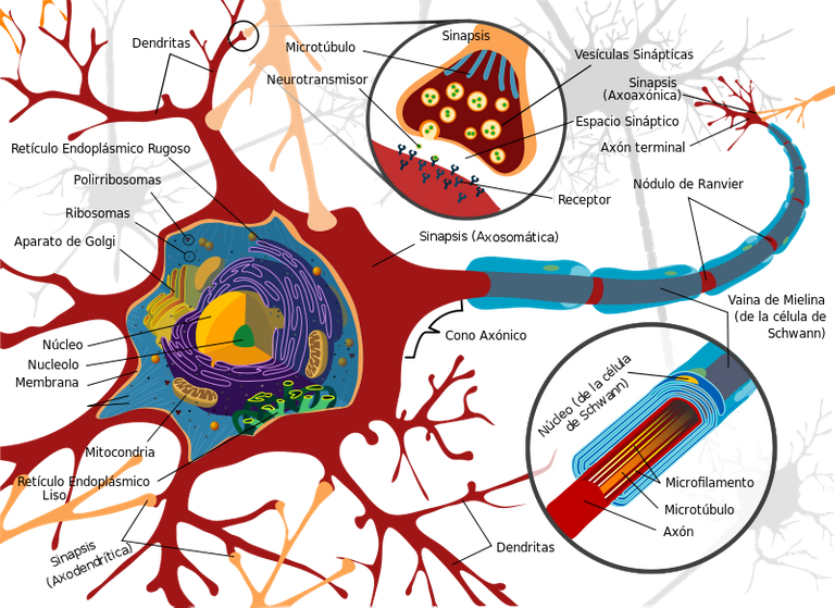 800px-Complete_neuron_cell_diagram_es.svg.png