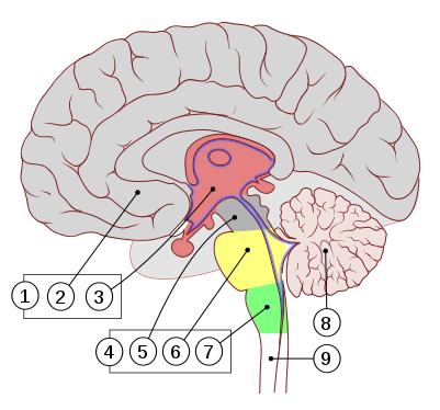 401px-Encephalon_human_sagittal_section_multilingual_svg.png