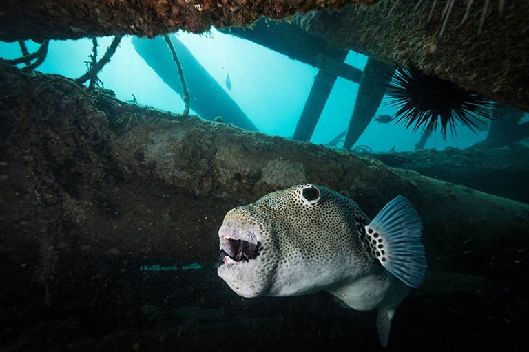 diving-shipwreck.jpg