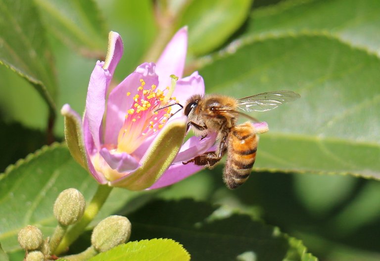 Sam Prock - Macro Bee.JPG