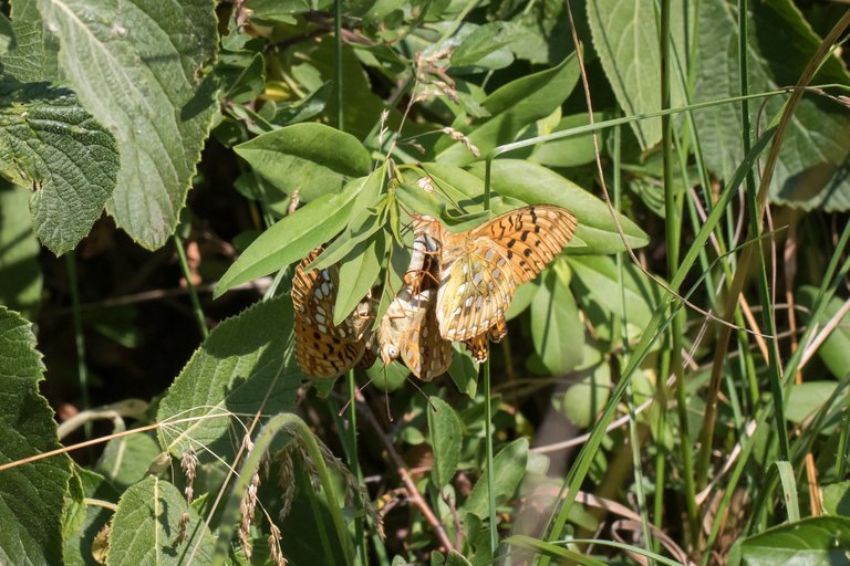 Feurige Perlmutterfalter (Argynnis adippe)_CI4A0261-BF-2.jpg