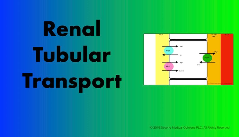 Picture Steemit Renal Tubular Transport.jpg