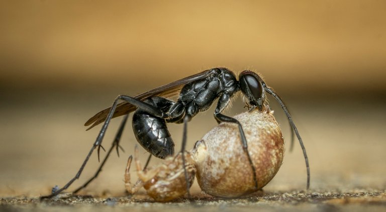 spiderwasp043.jpg