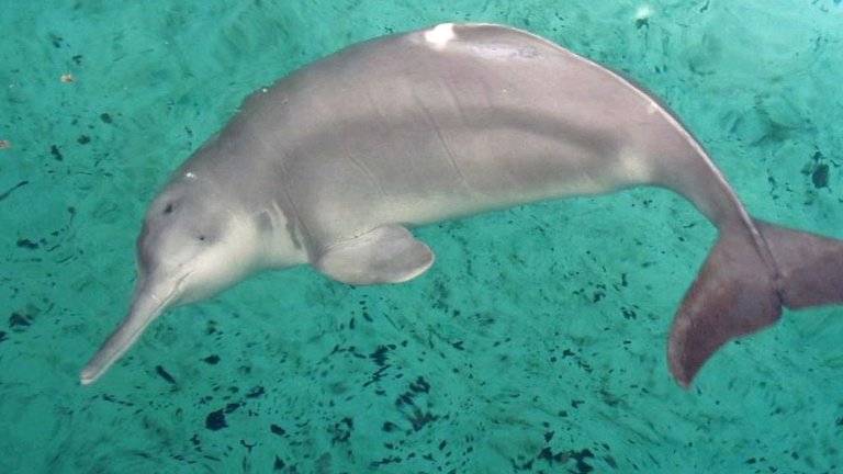 river dolphin.jpg