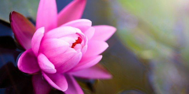 lotus_wallpaper_061-660x330.jpg