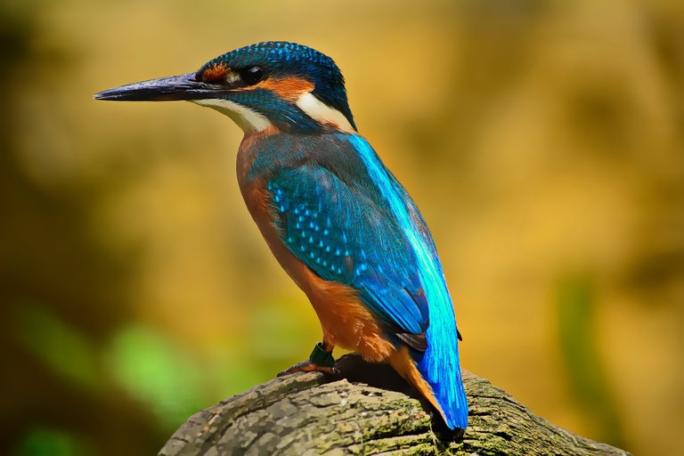 kingfisher-1905255_1920.jpg