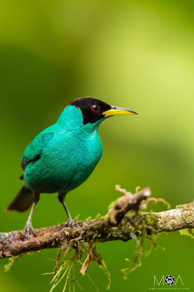 Green Honeycreeper.jpg