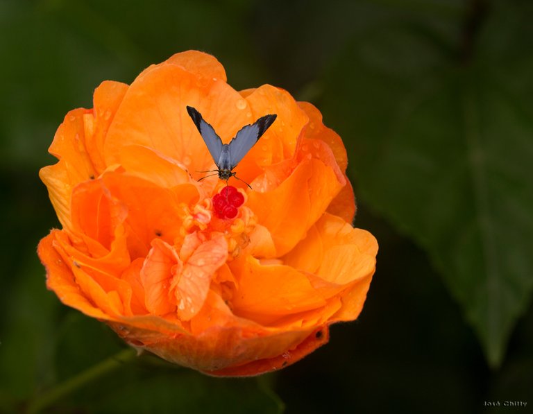 orange-blooming.jpg