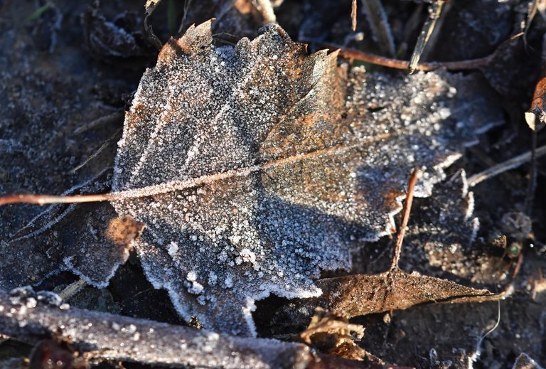 frost garden leaves 1.jpg