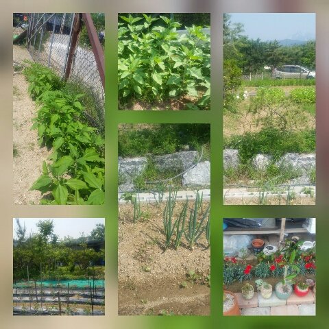 CollageMaker_20180609_155419689_resized.jpg