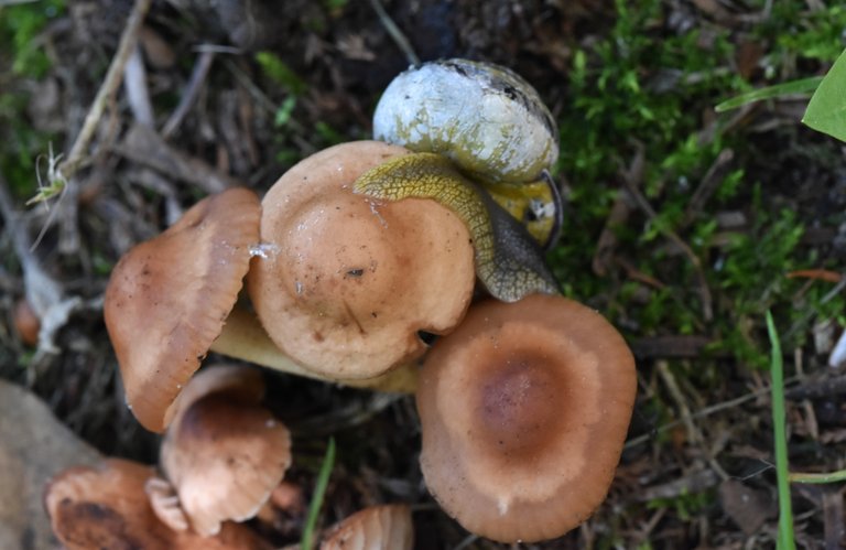 snail mushrooms  5.jpg