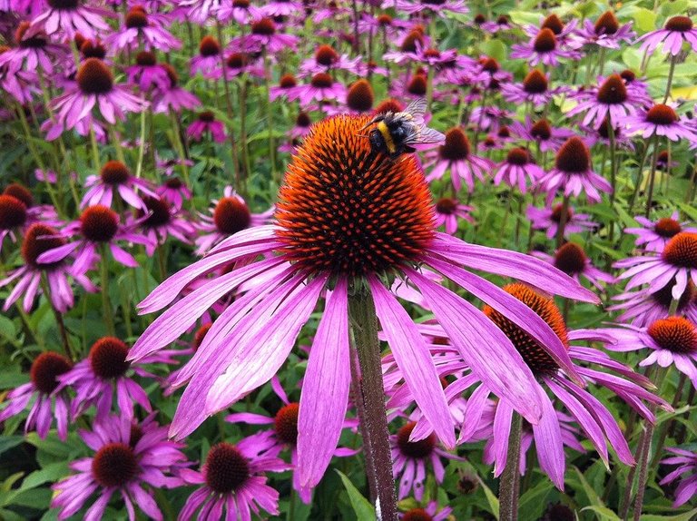 echinacea-1713939_960_720.jpg