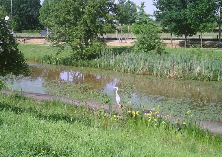 dieren6.jpg