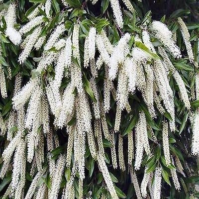 Ivory-Curl-Flower-Seeds-Buckinghamia-Celsissima-Native-Flowering-_1.jpg