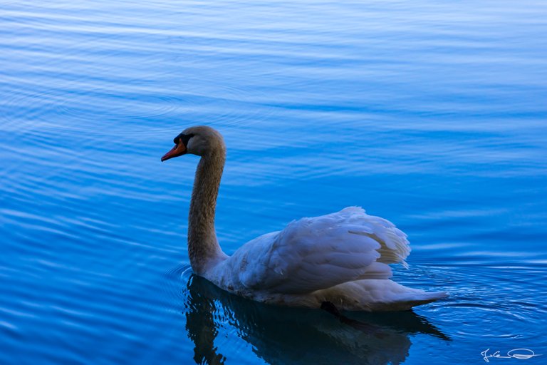 2019-01-06-Curious-Swans-at-the-Drau-03.jpg