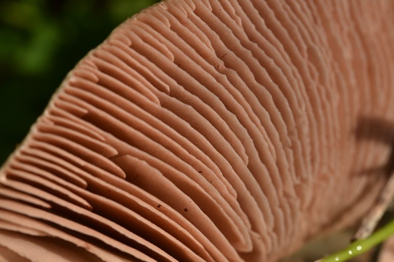 mushroom big gills 4.jpg