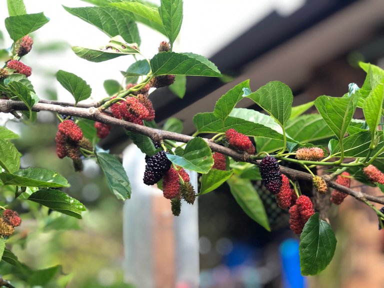 Mulberries