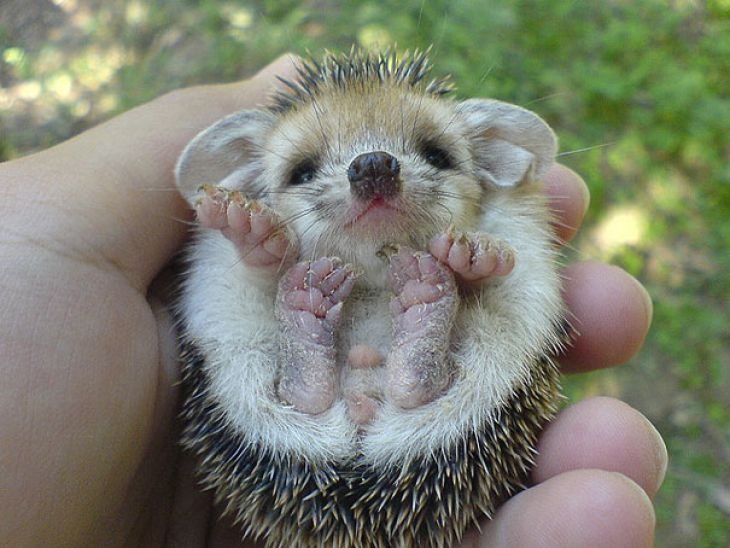 Hedgehog.jpg