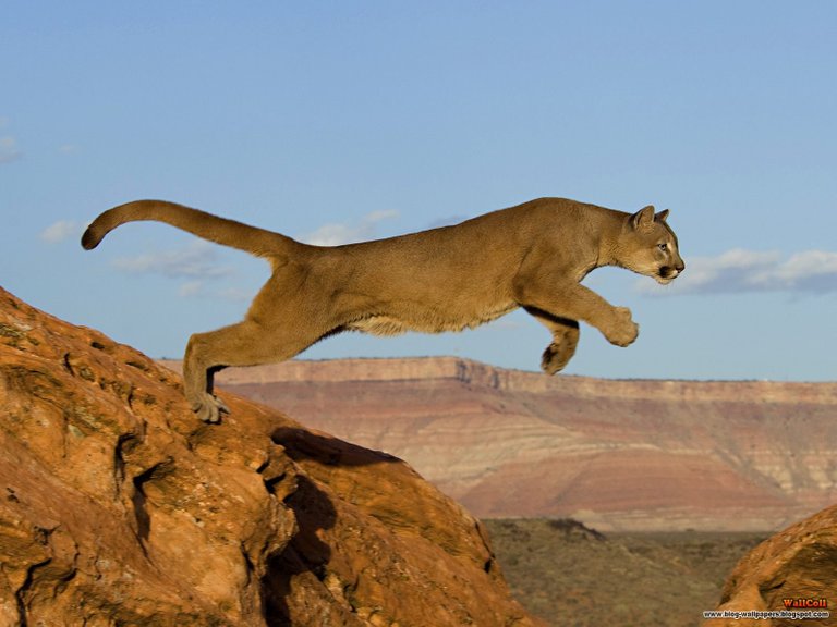 Leaping Mountain Lion.jpg