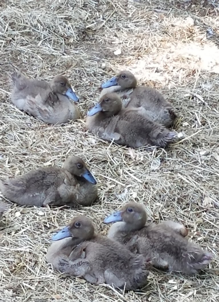 baby ducks1.jpg