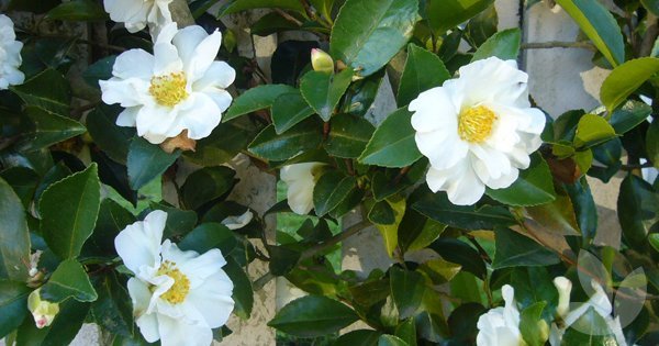 camellia-sasanqua-setsugekk.jpg