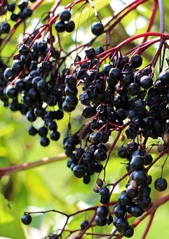 black-elderberry-440801__340.jpg