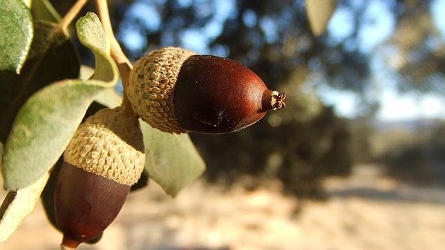 concurso-bellota-grande--644x362.jpg