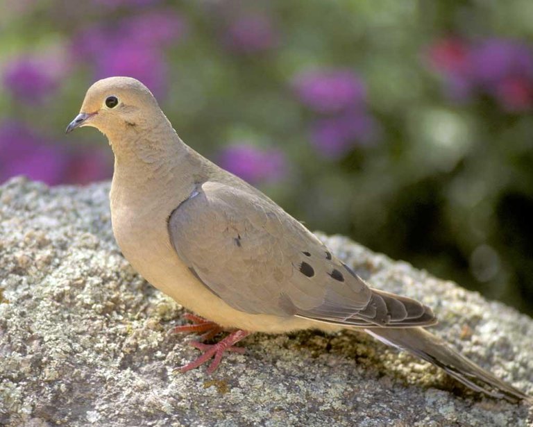 Mourning_Dove_b13-32-033_l_1.jpg