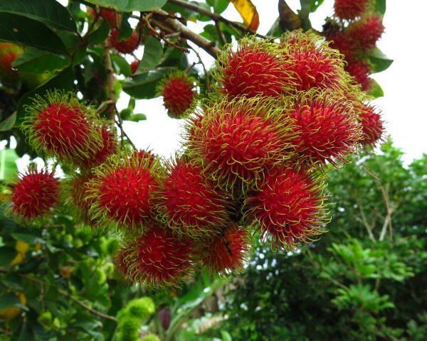 rambutan.jpg