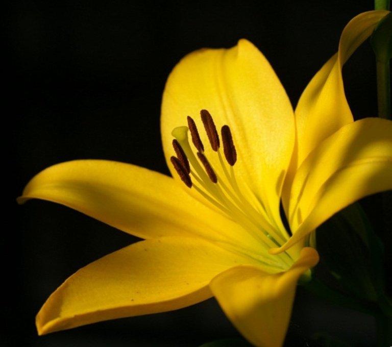 yellow flower.jpg