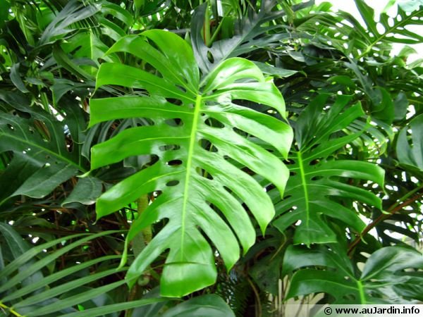 philodendron-feuille-600x450.jpg