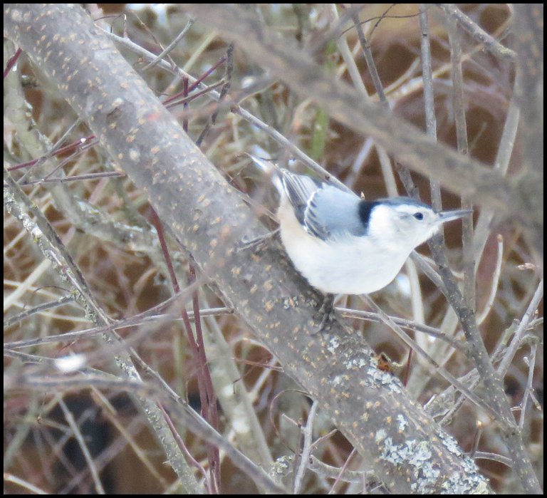 close up white breasted nuthatch on tree branch.JPG