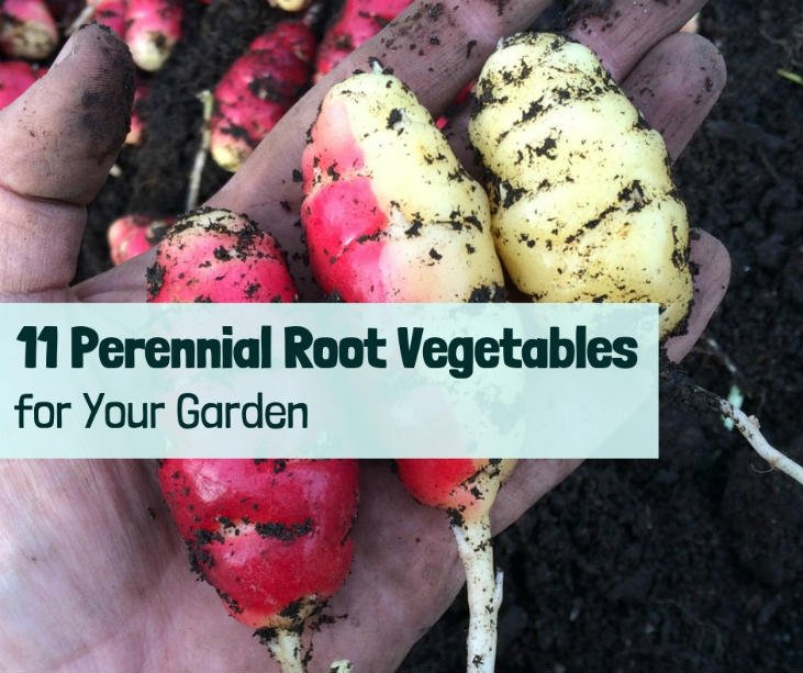 perennial-root-vegetables-featured.jpg