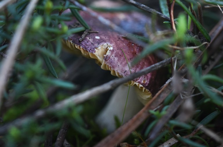 purple mushrooms bokeh 1.jpg