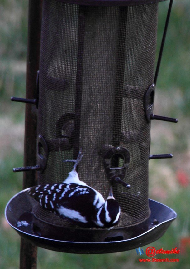 Hairy Woodpecker PFW01-27H.JPG